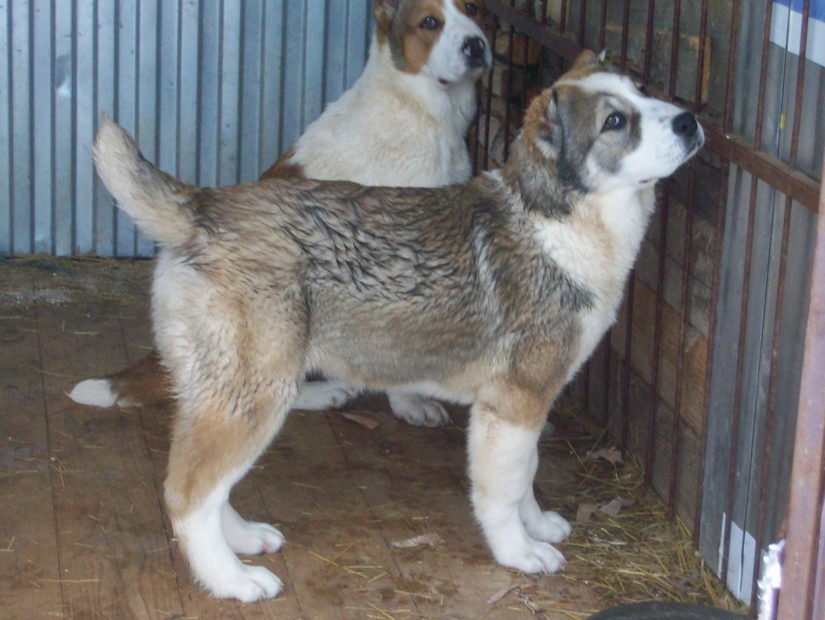 Восточно Сибирская лайка