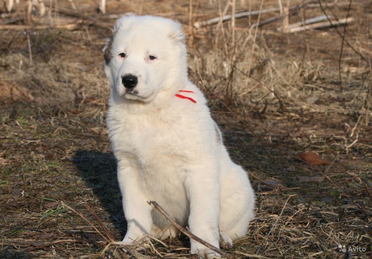 Аляскинский маламут