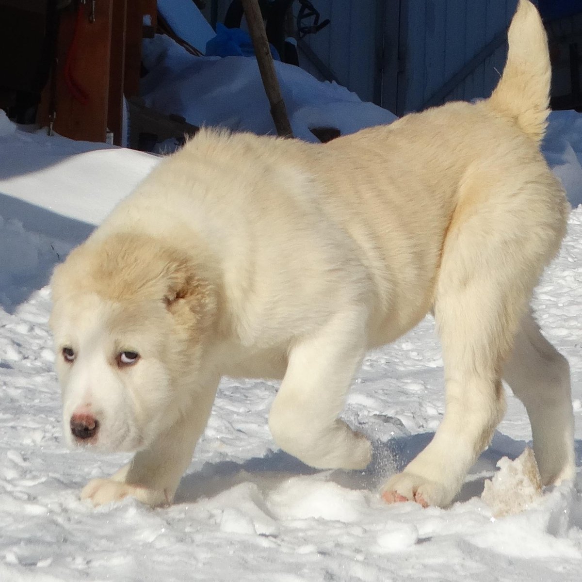 Сибирский маламут -Сибирский хаски