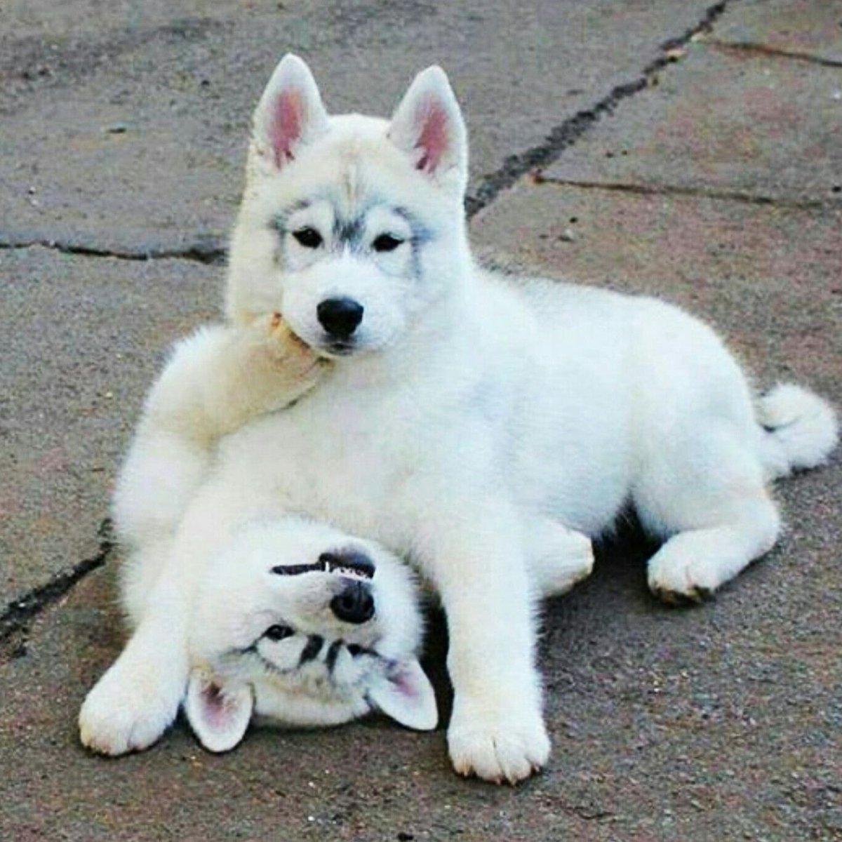 Туркменский алабай кангал