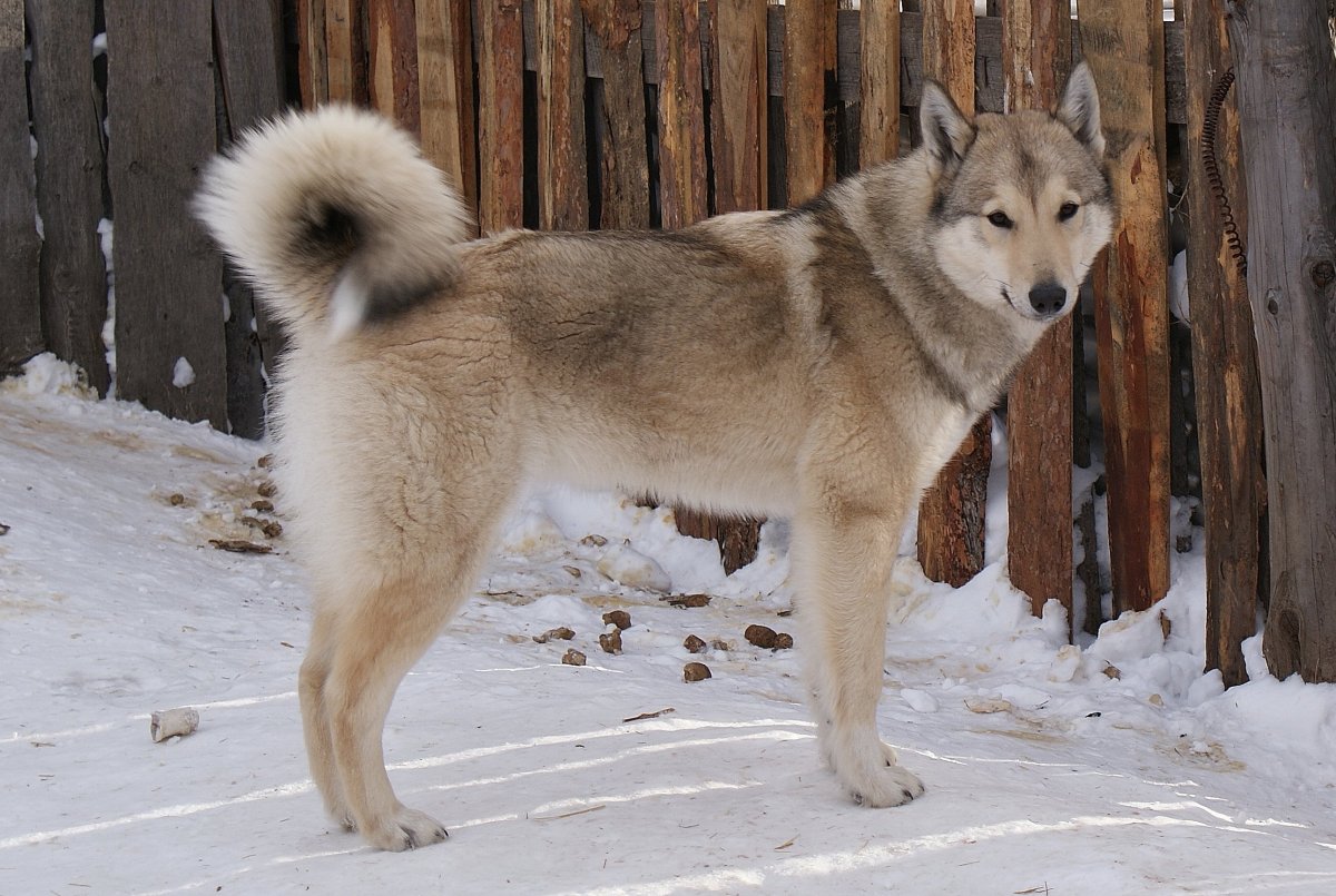 Собака лайка хаски