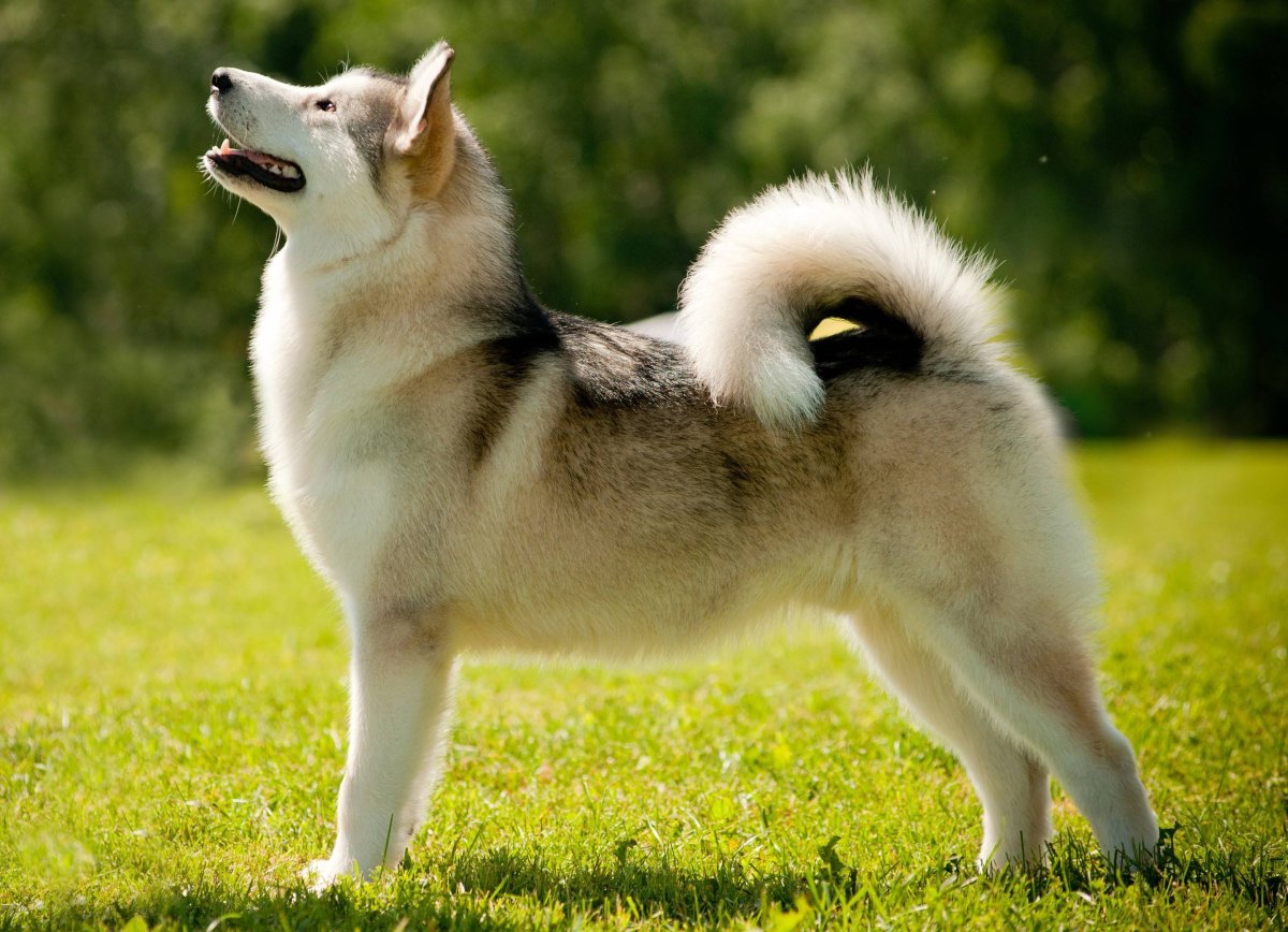 Алабай с лайкой