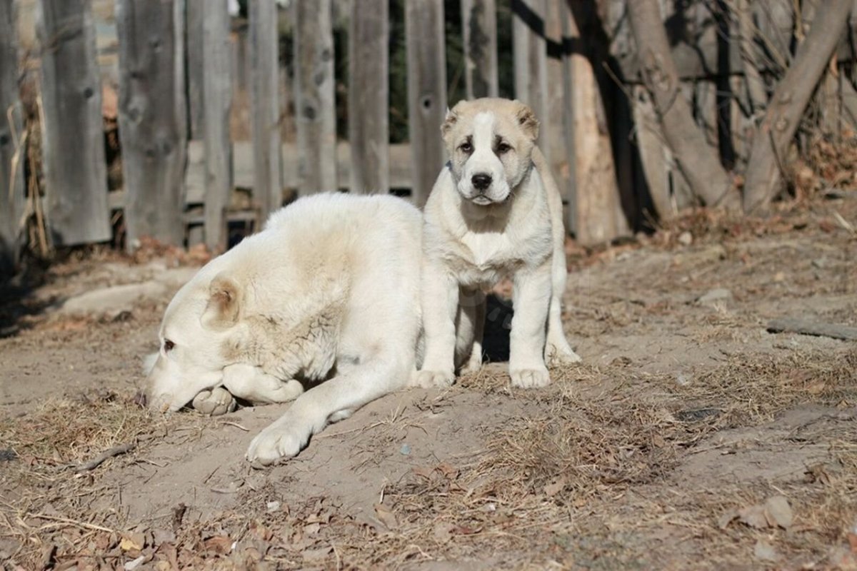 Аляскинский алабай