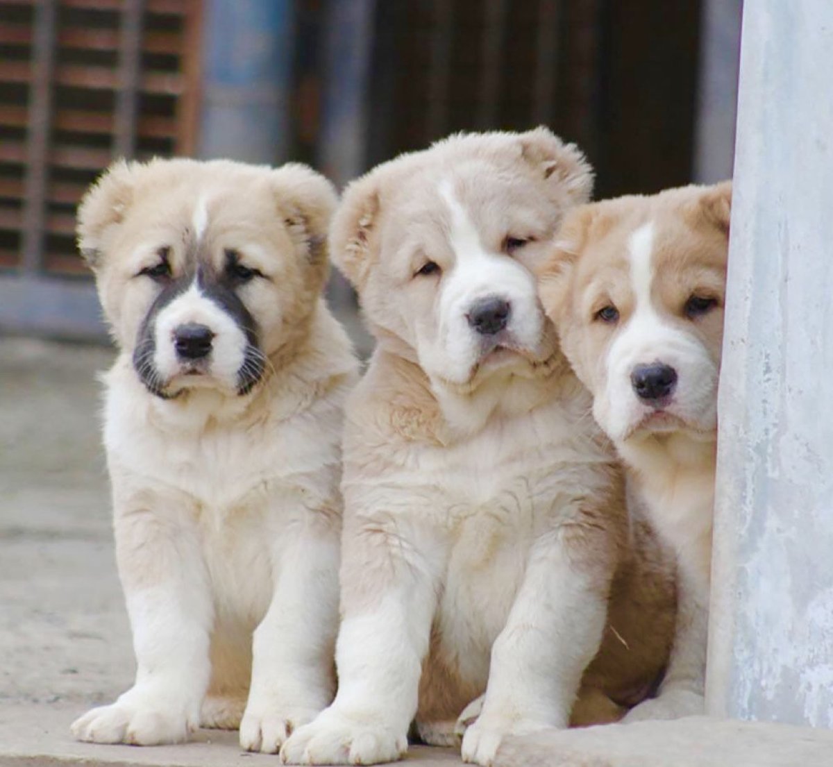 Западносибирская лайка рыжая