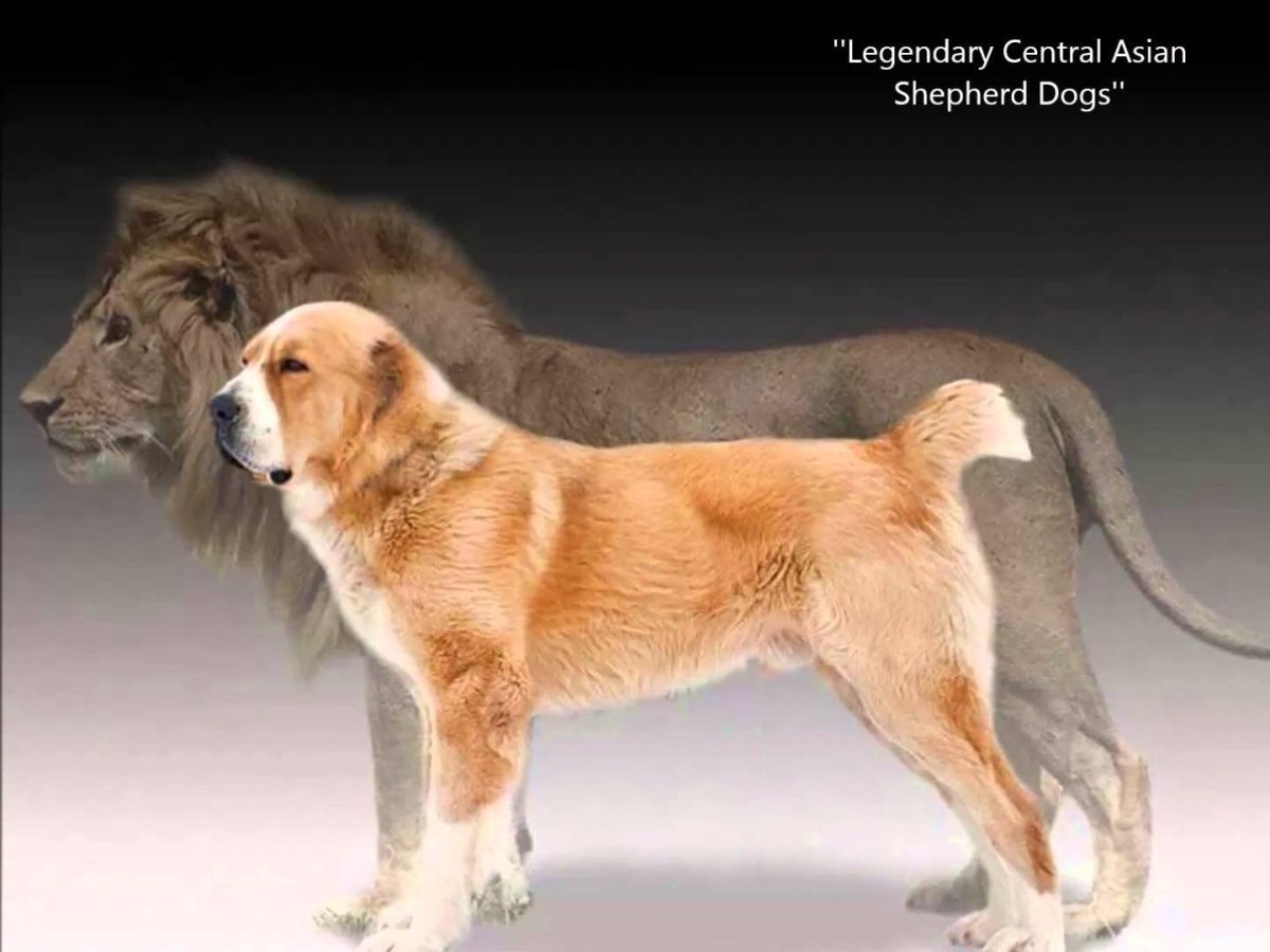 Алабайская лайка