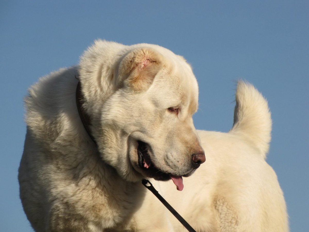 Лайки щенки красивые