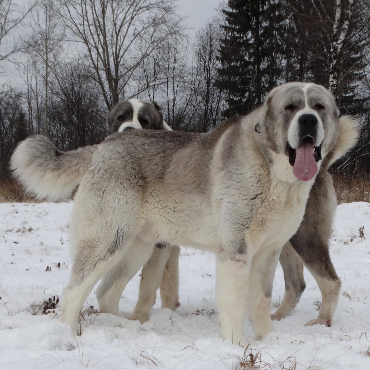 Метис хаски алабай