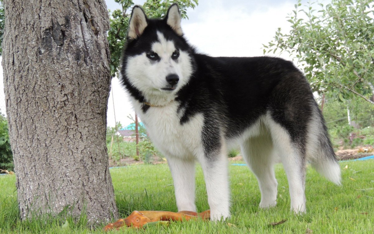 Среднеазиатская овчарка волкодав