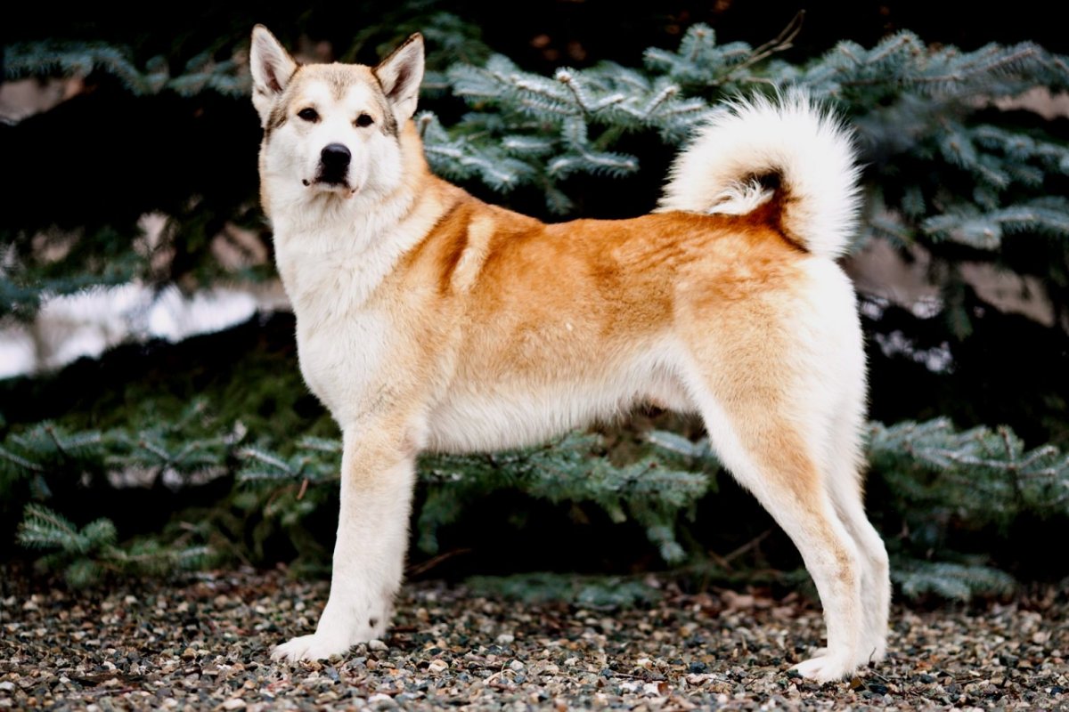 Лайка Аляскинский маламут