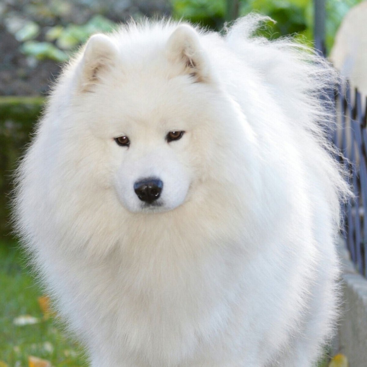 Лайка самоед