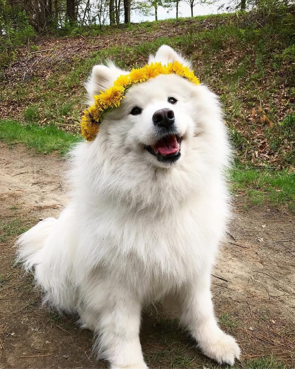 Самоедская лайка