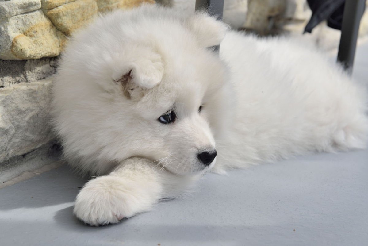 Серо белые большие пушистые собаки