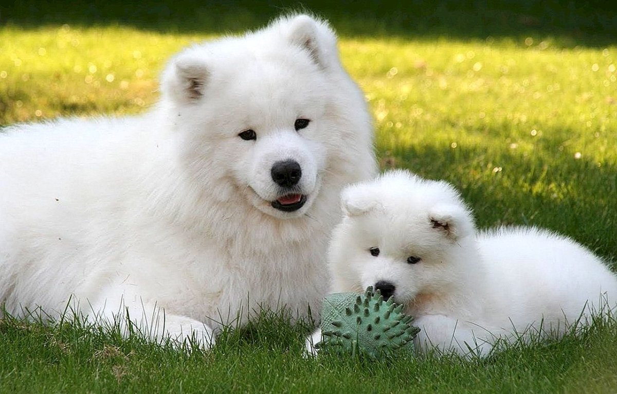 Самоедская лайка