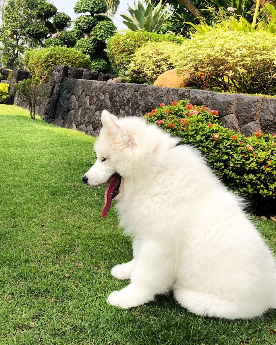 Порода собак самоед