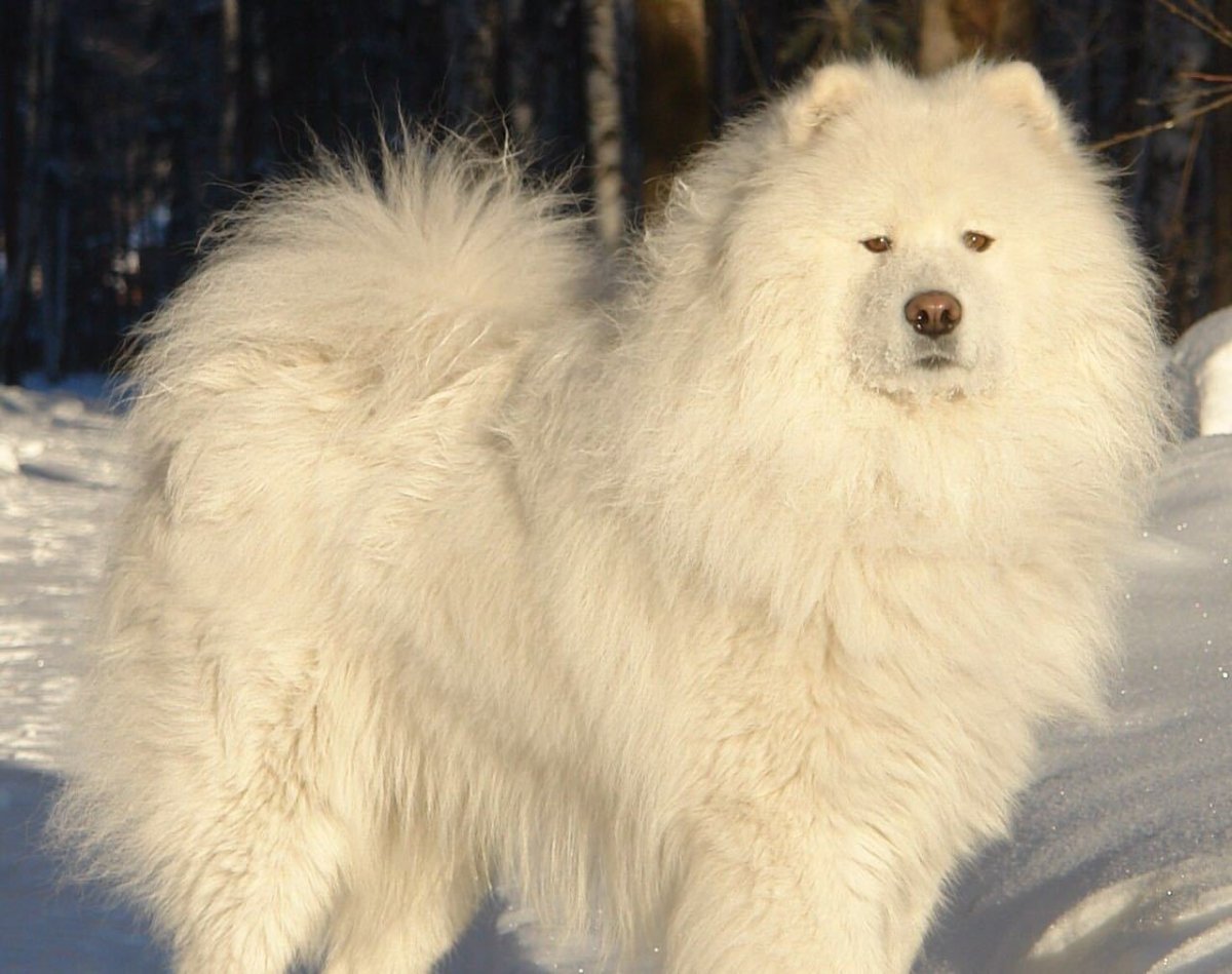Маламут белый