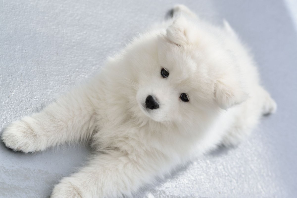 Самоед щенок