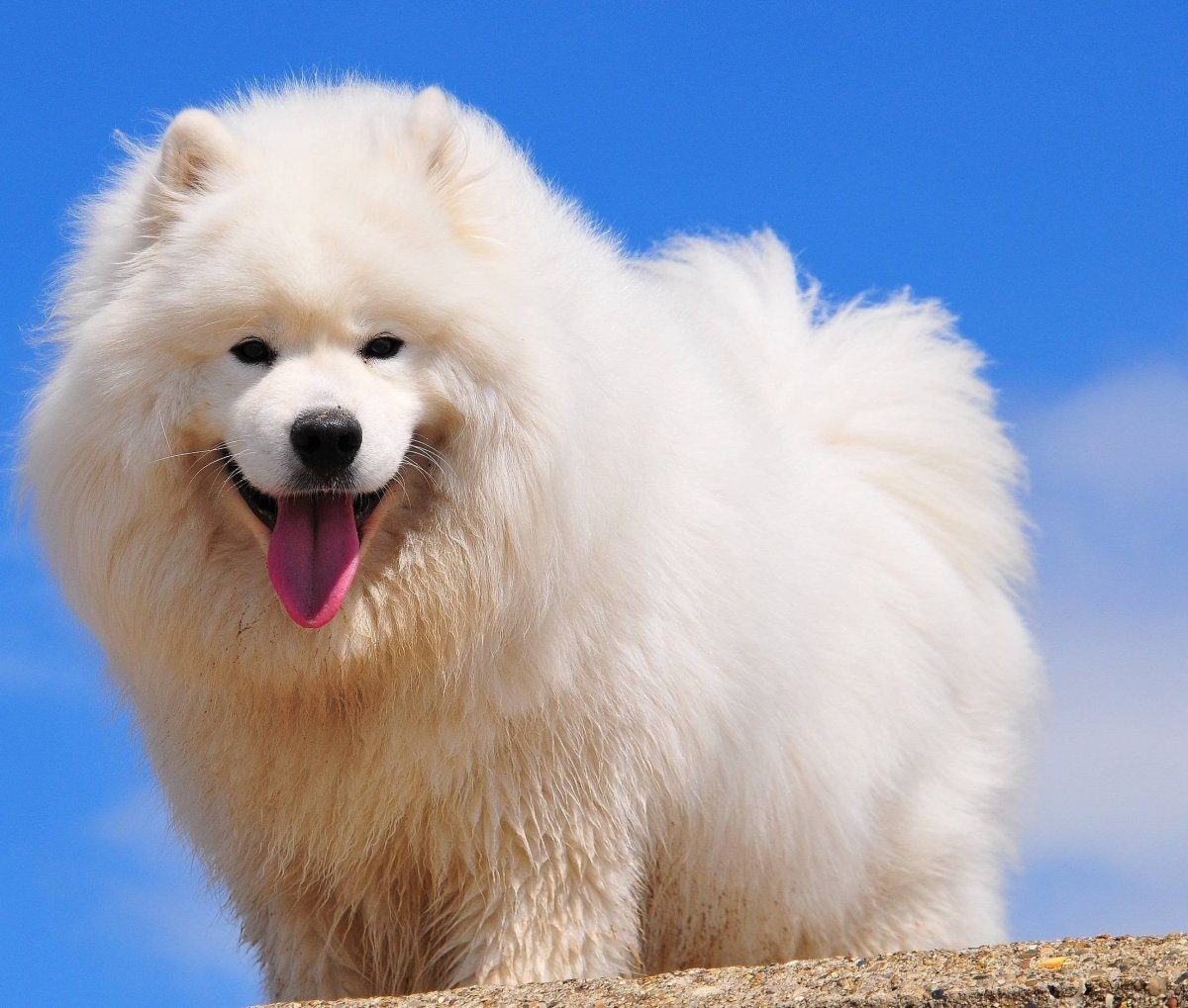 Шпиц самоед