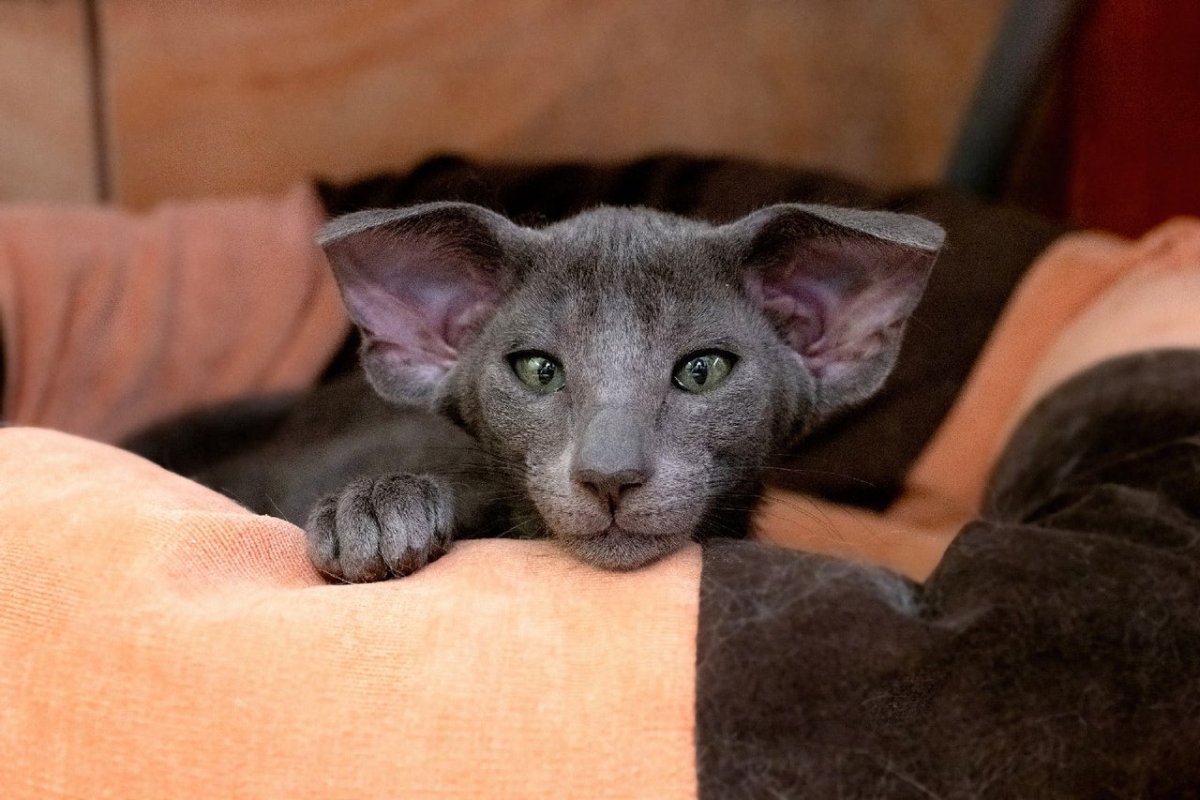 Мейн кун и Ориентал