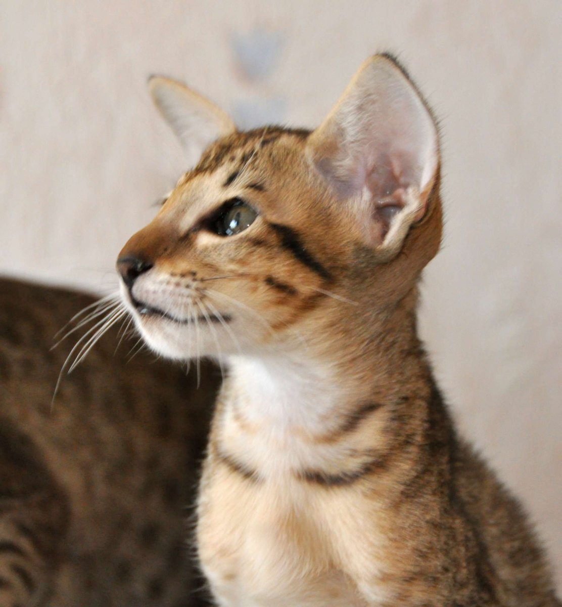 Коты-няньки ориенталы