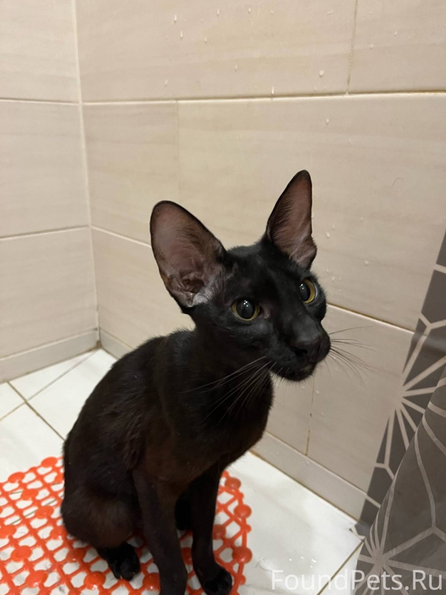 Метис ориентальной кошки