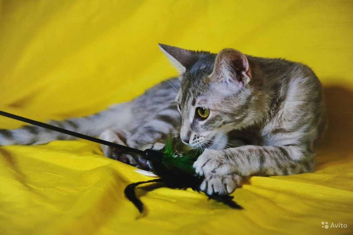 Сиамская Ориентальная кошка