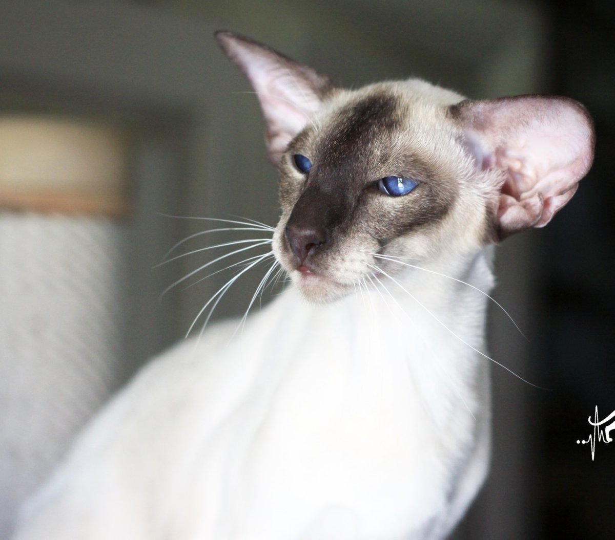 Кот Ориентал метис