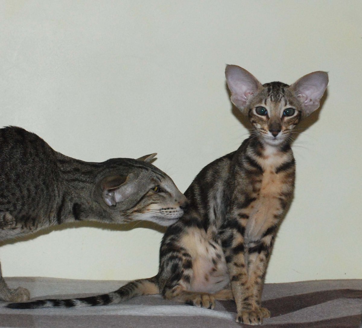 Восточная Ориентальная кошка