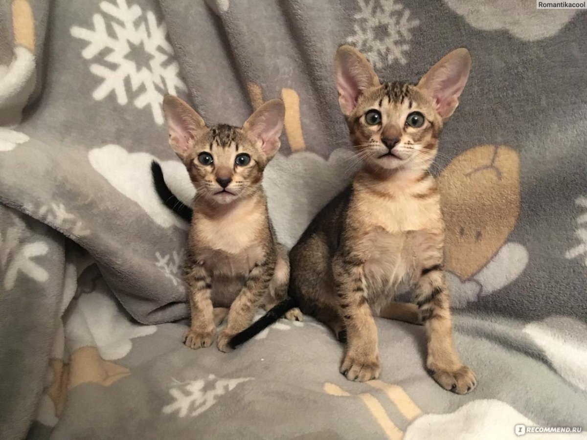 Метис ориентальной кошки