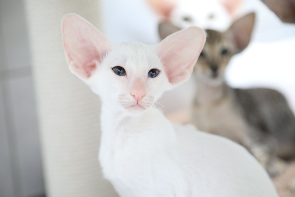 Клички для ориентальных кошек