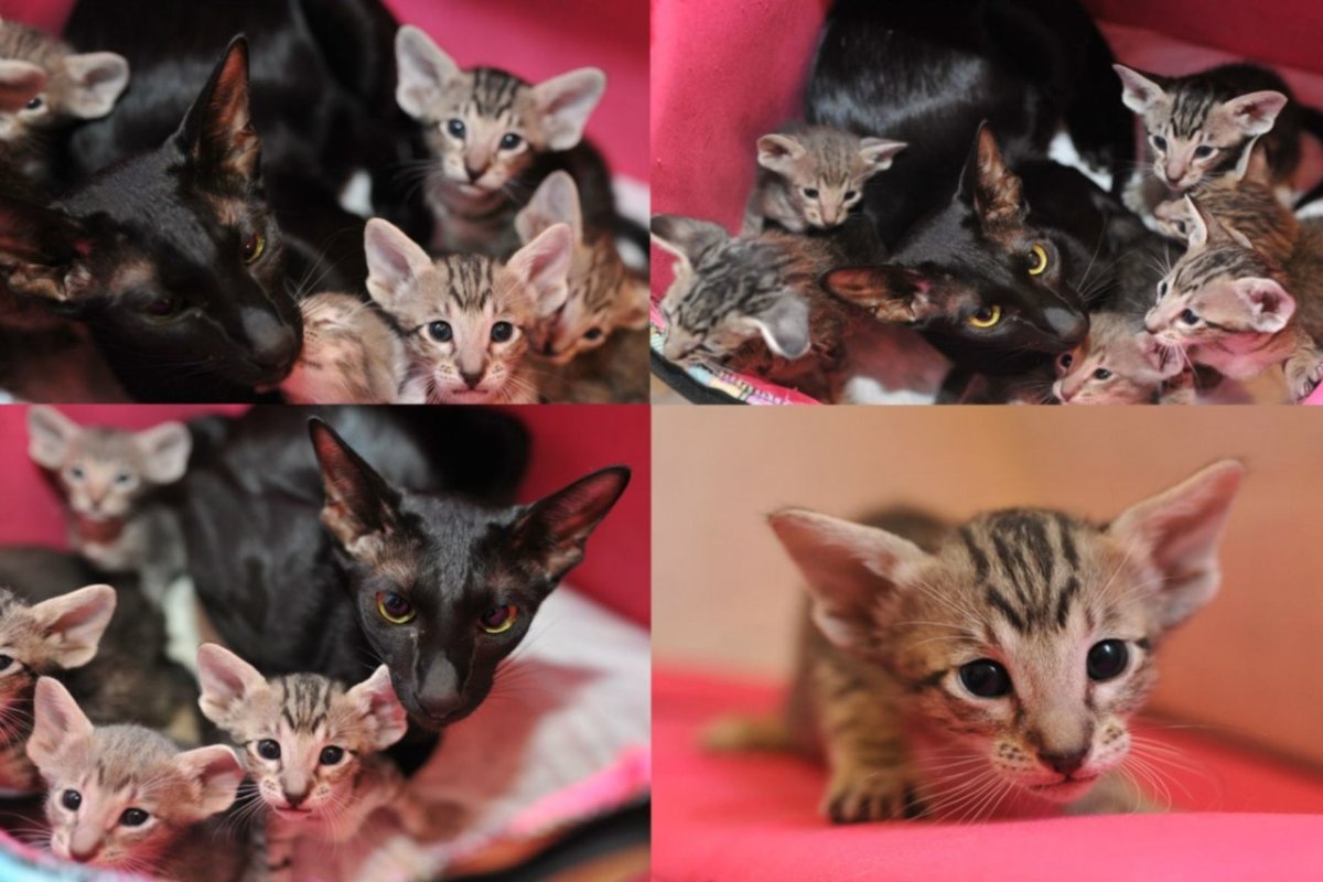 Ориентал Калико