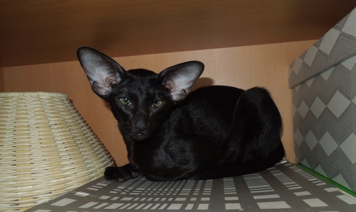 Метис ориентальной кошки