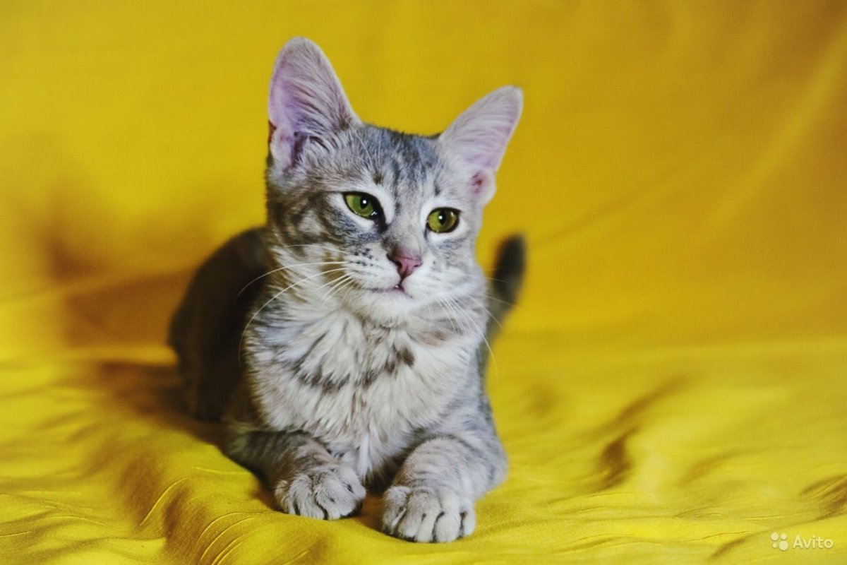 Метис ориентального кота