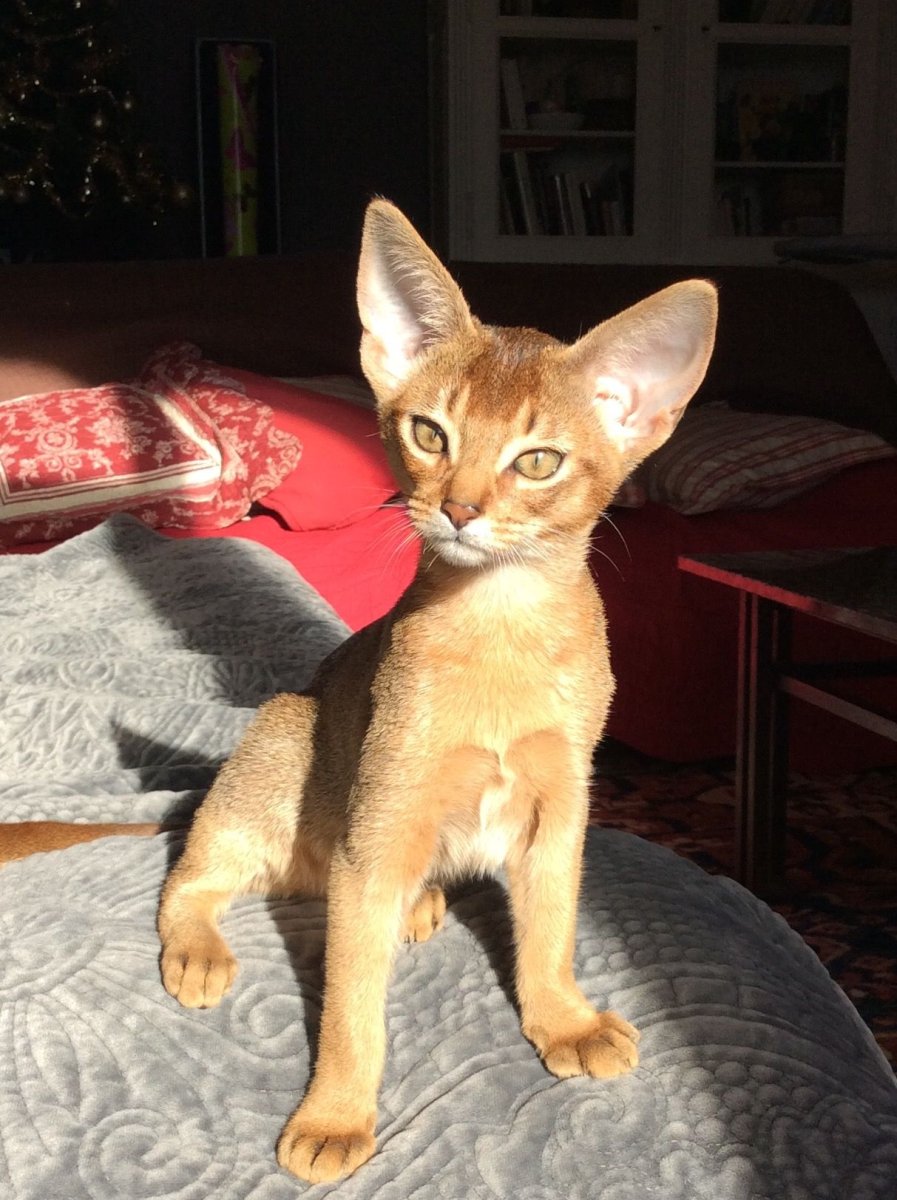 Грузинский Ориентал кошка