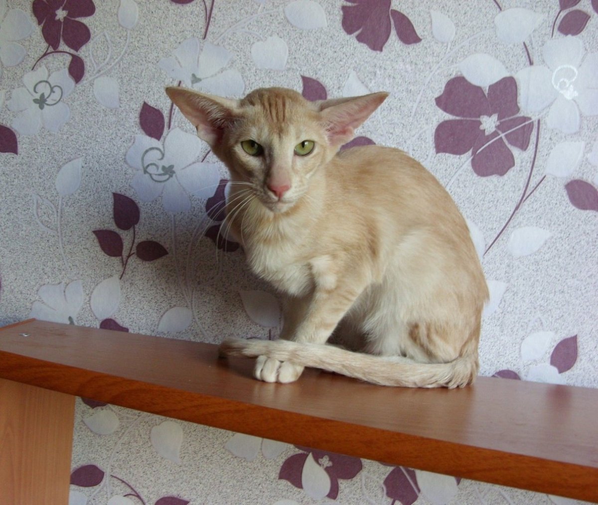 Ориентальная короткошерстная