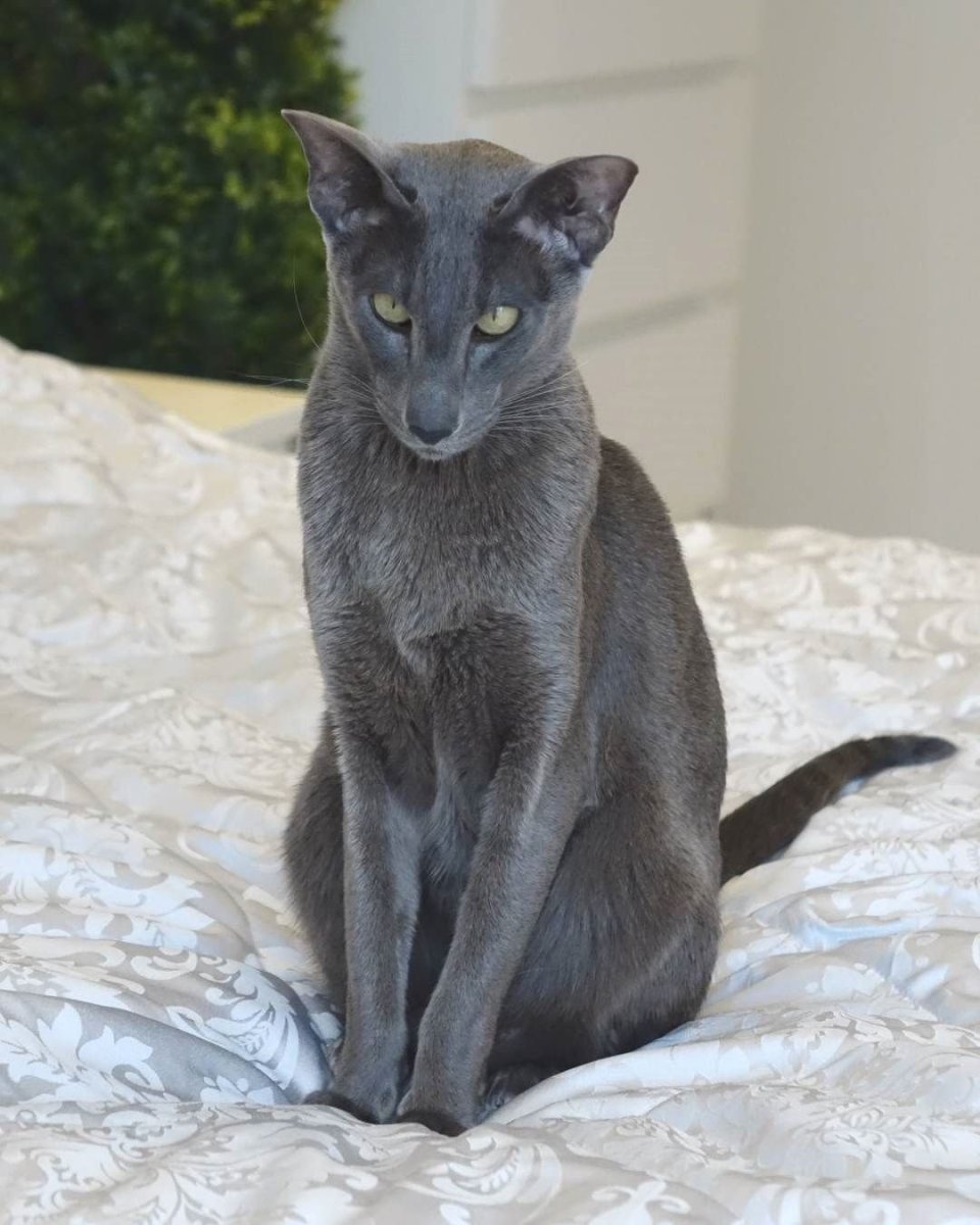 Ориентал кот Гавана