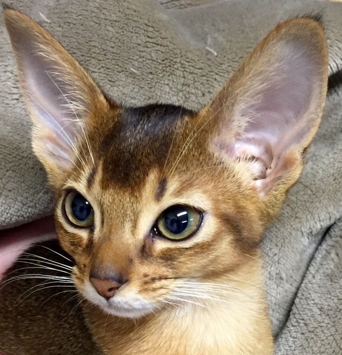 Ориентальная кошка черная