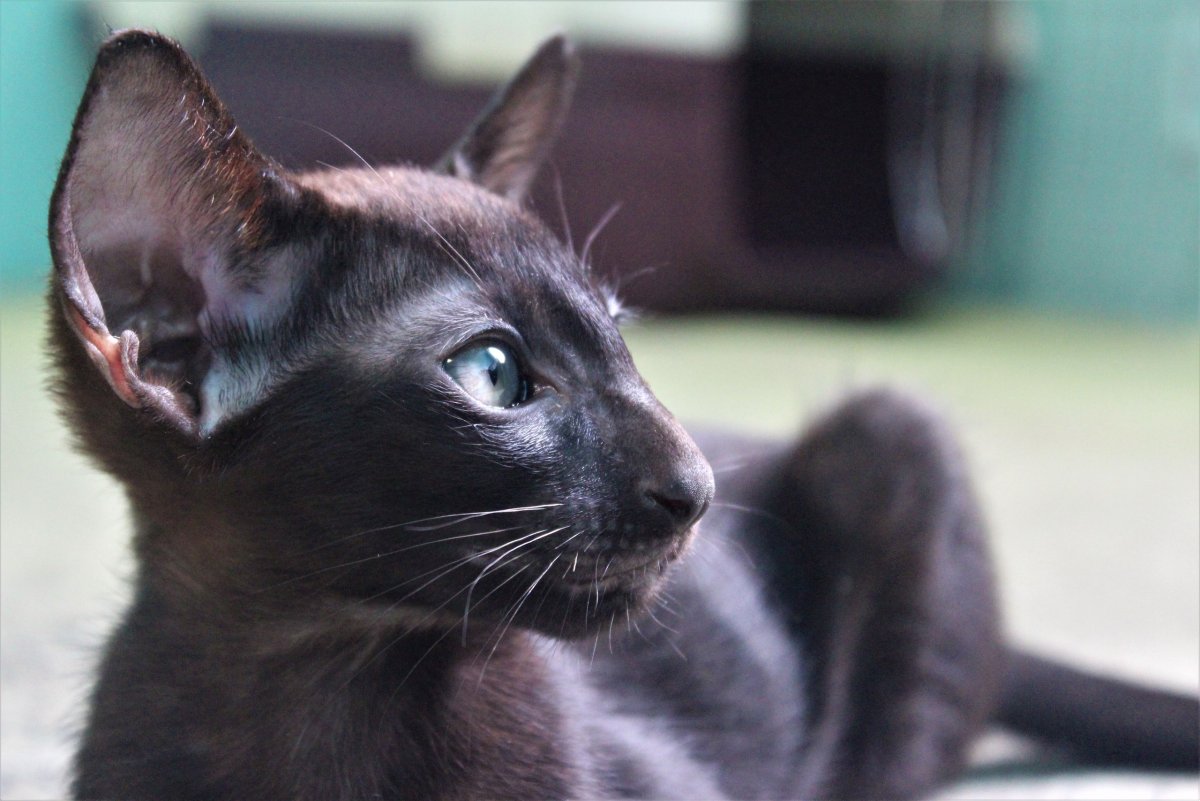 Ориенталы метисы