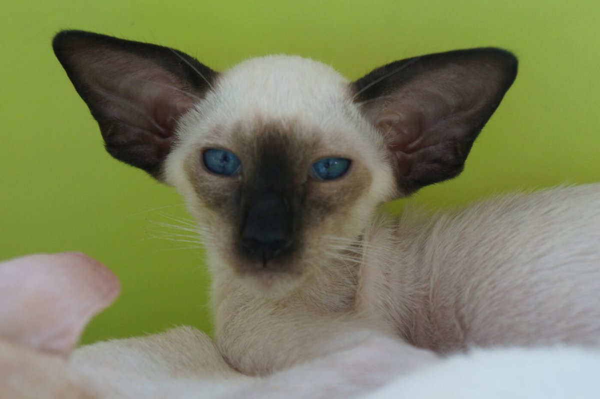 Ориентальный кот грузин