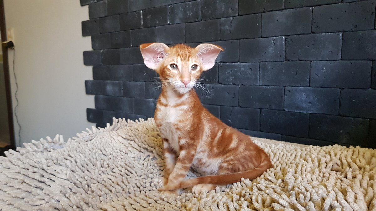 Ориентальная кошка
