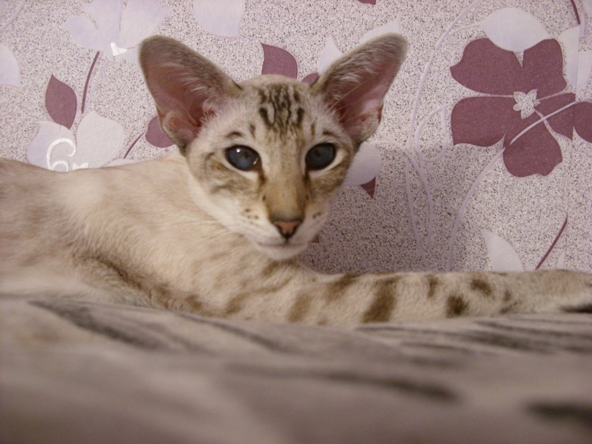 Метис ориентальной кошки