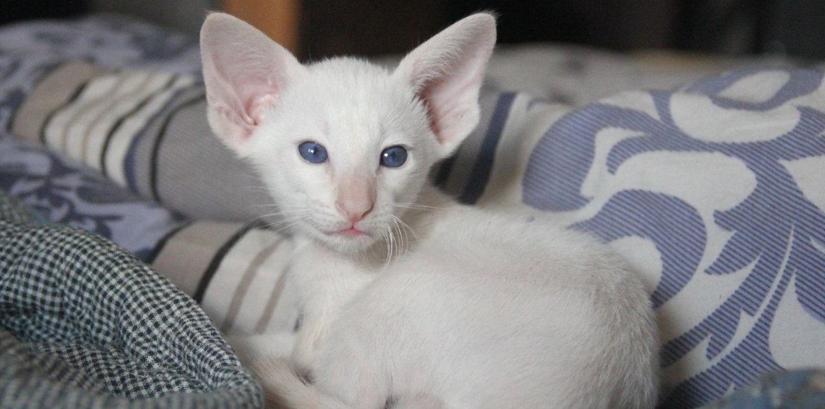 Ориентальная Гавана Браун