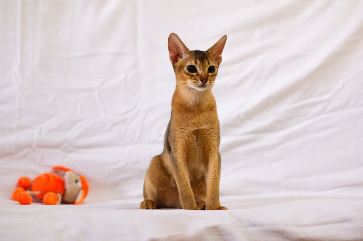 Порода Ориентал Добби