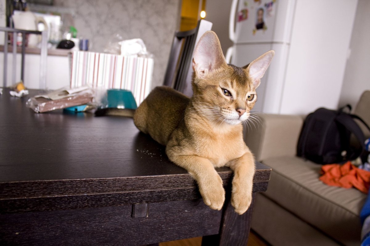 Метис ориентальной кошки