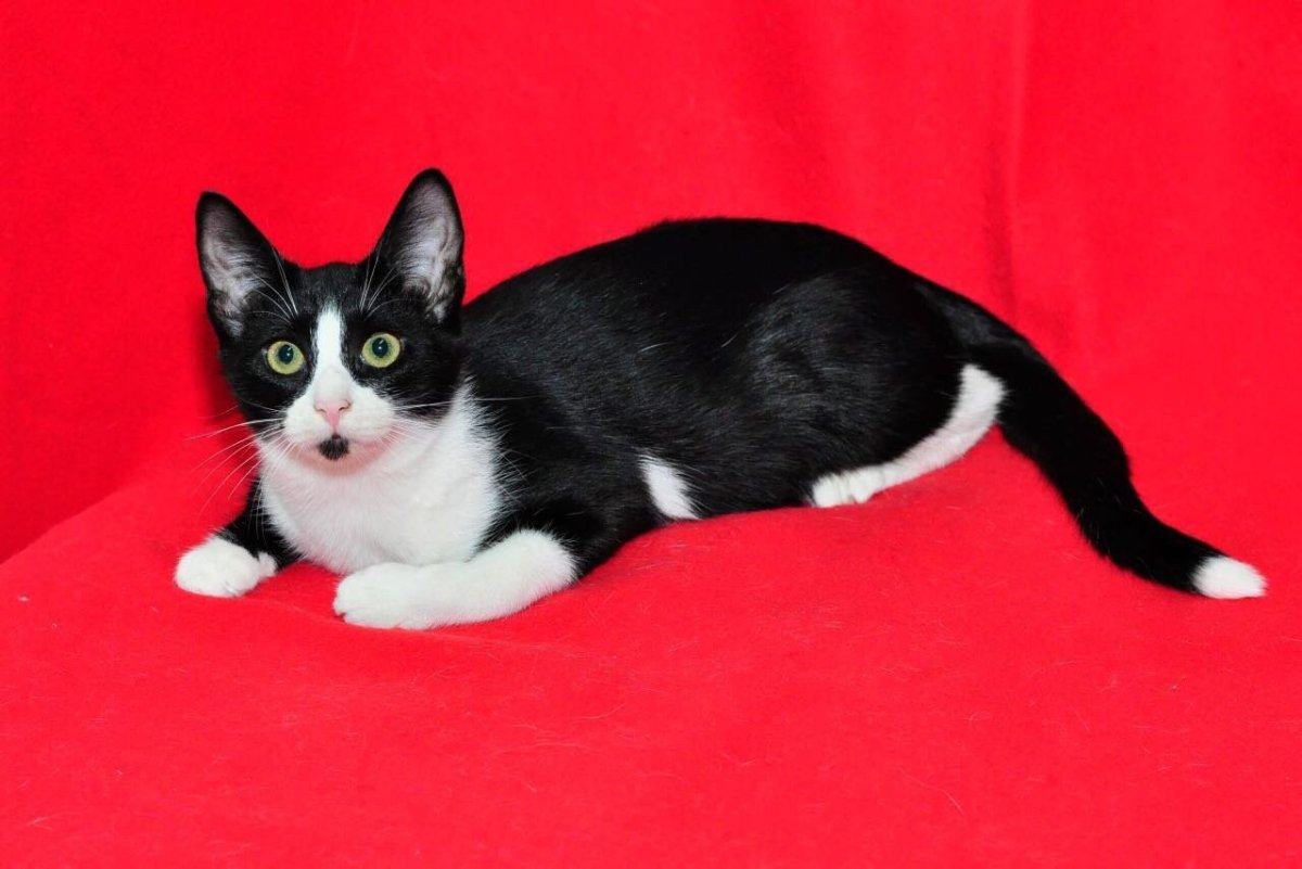 Кот грузин порода Ориентал