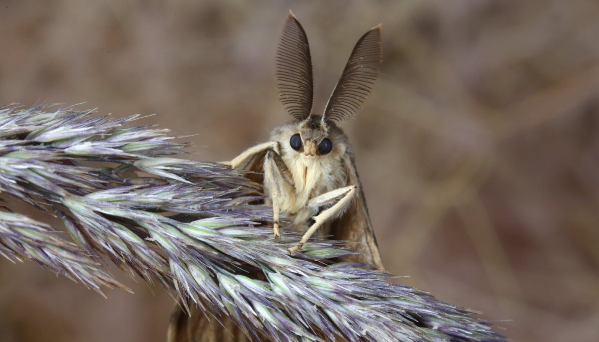 Кольчатый коконопряд бабочка