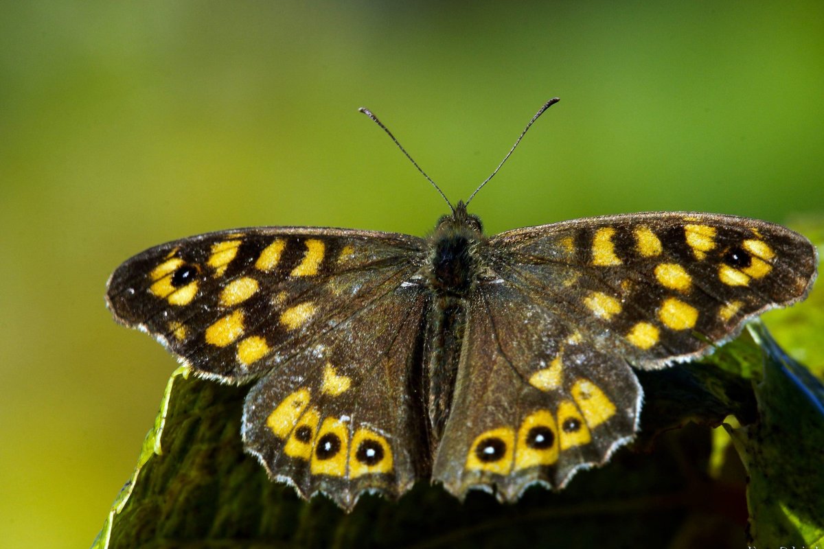 Бражник Медведица Кайя