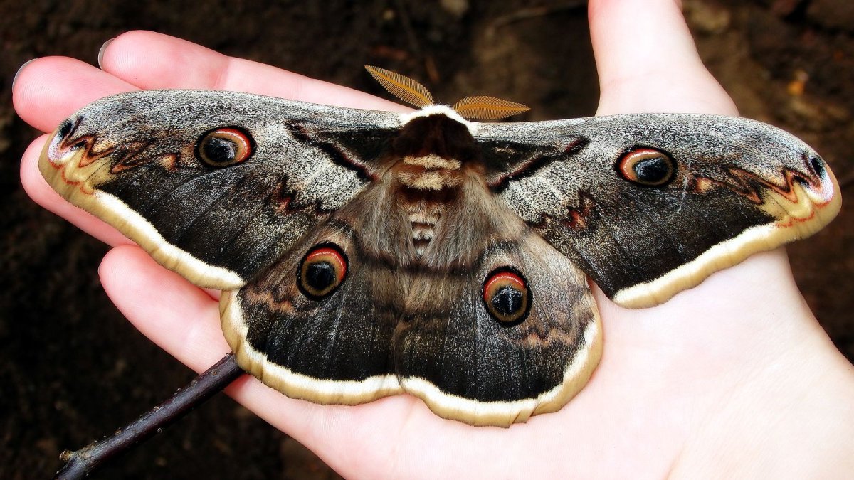 Giant Moth бабочка