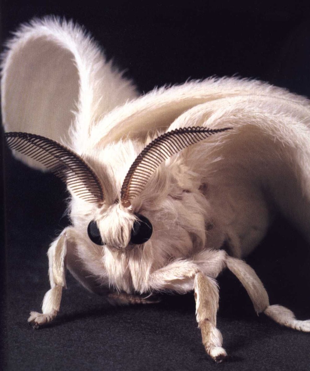 Мотылек с человеческим лицом