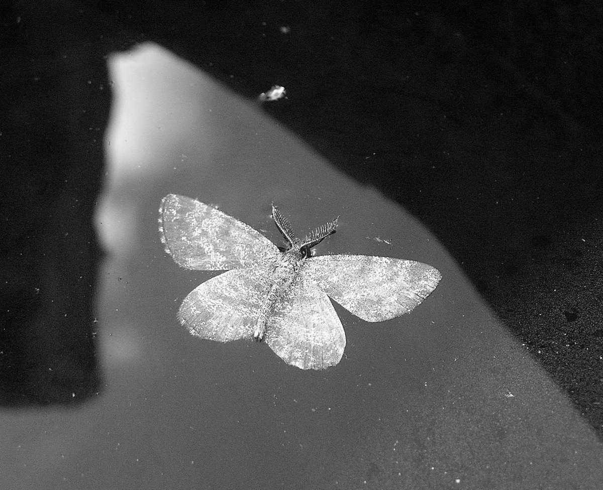 Большая серая бабочка