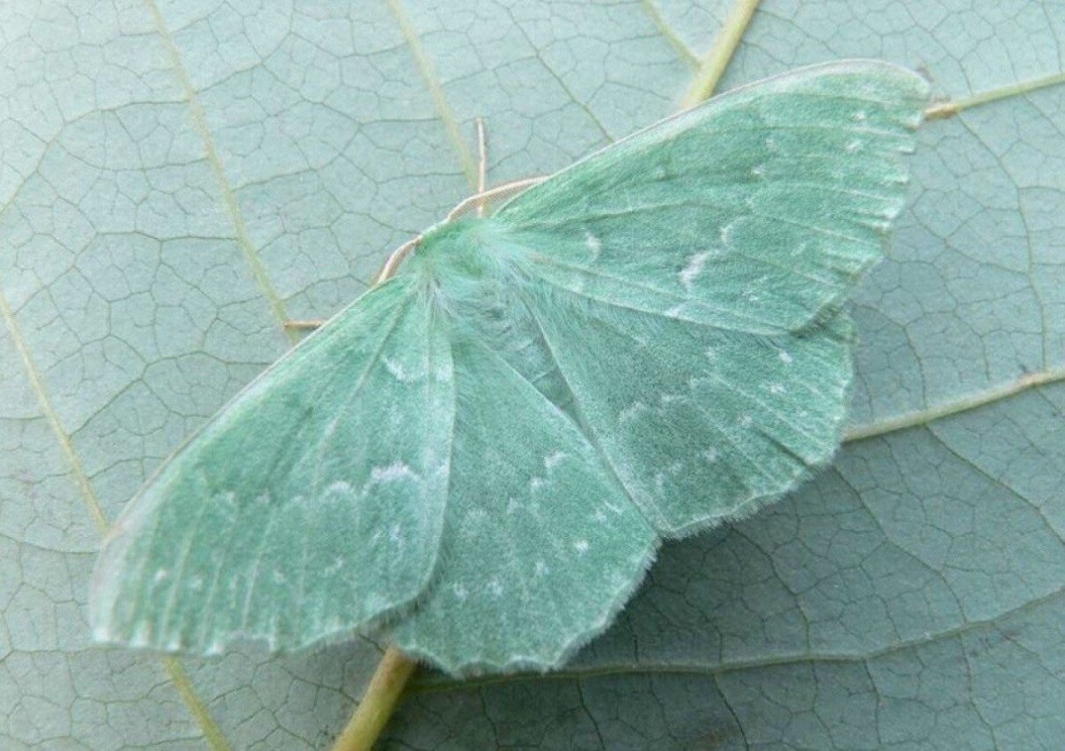 Исполинский мотылек